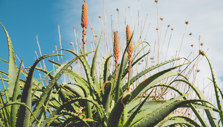 Aloe Arborescens: è vero che “non è una medicina eppur guarisce”? (dice Padre Romano Zago)
