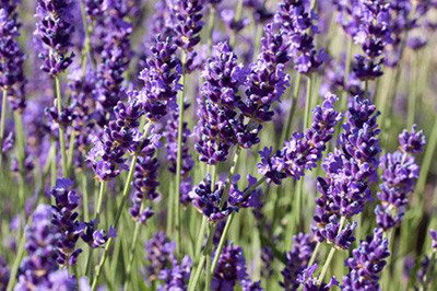 lavender essence
